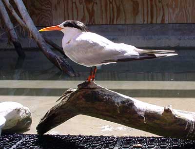 Elegant Tern